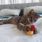 🐱Hot Sale 49% Off🔥Typared Jiggle Ball for Cat