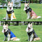 🎁🎅Christmas Special Sale - 50% OFF🐶Waterproof Windproof Winter Dog Coat